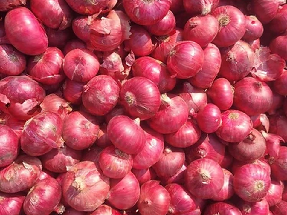 Fresh red onions harvested and piled together, skins still on